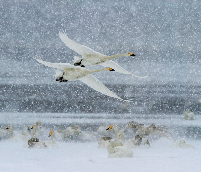 20110210_e3e71cd56df5affcCCwdCYYh.jpg