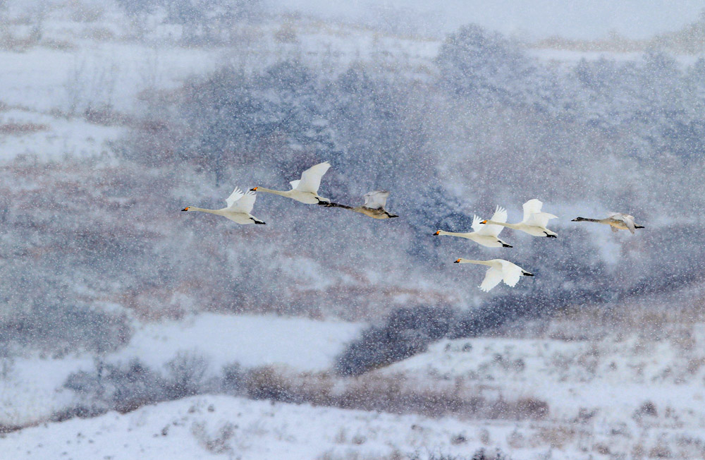 20110210_4ff263504802d75aHPKGkpMP.jpg