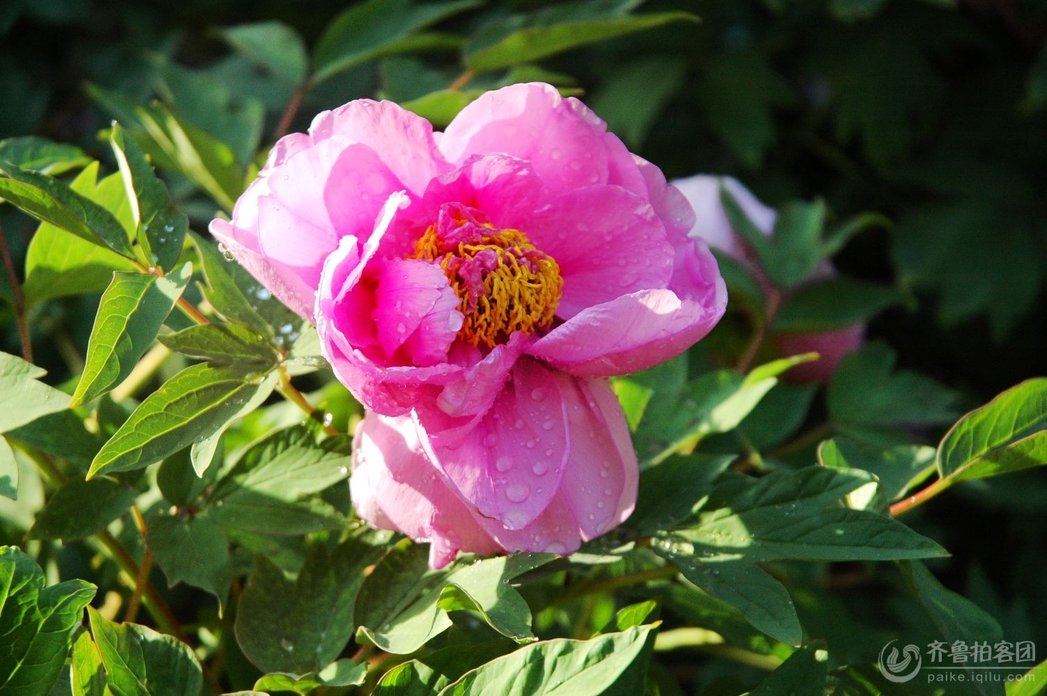 今天下午,热心苗大姐,在大世界KTV相亲会,为两