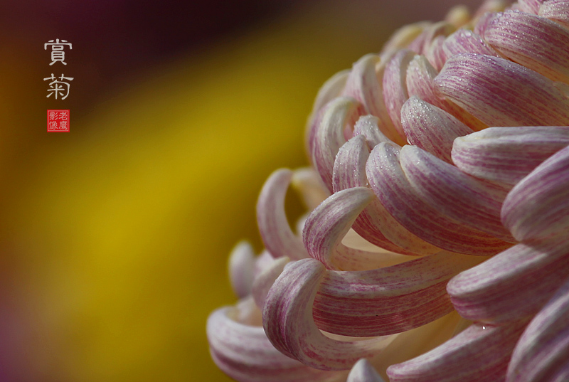 赏菊5.jpg