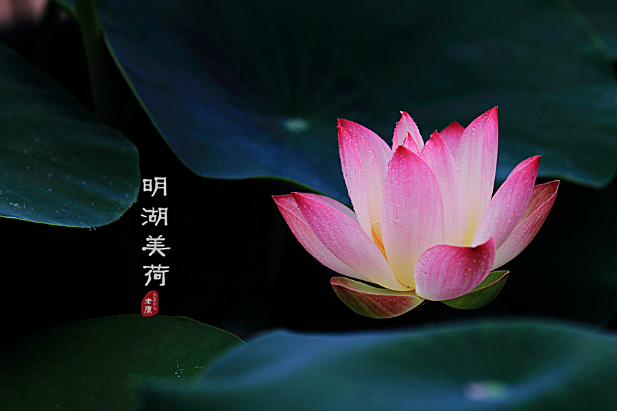 美荷9.jpg