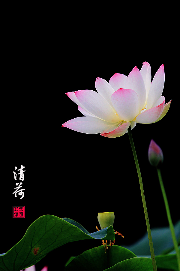 清荷1.jpg