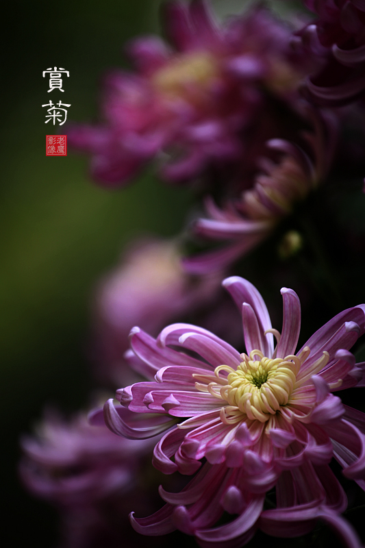 赏菊3.jpg