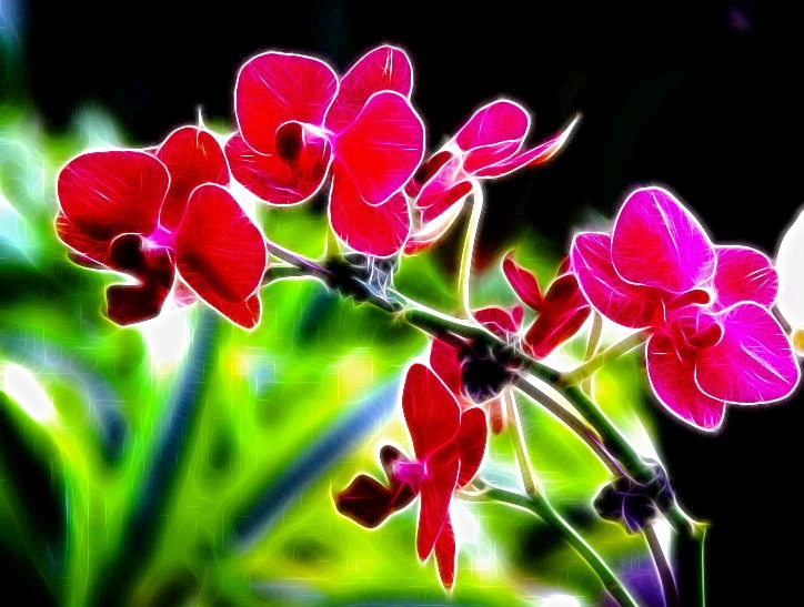 花季.jpg