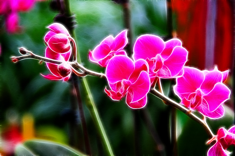 花季 (1).jpg