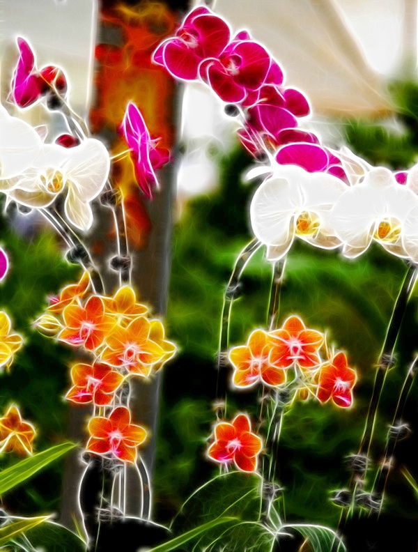 花季 (2).jpg