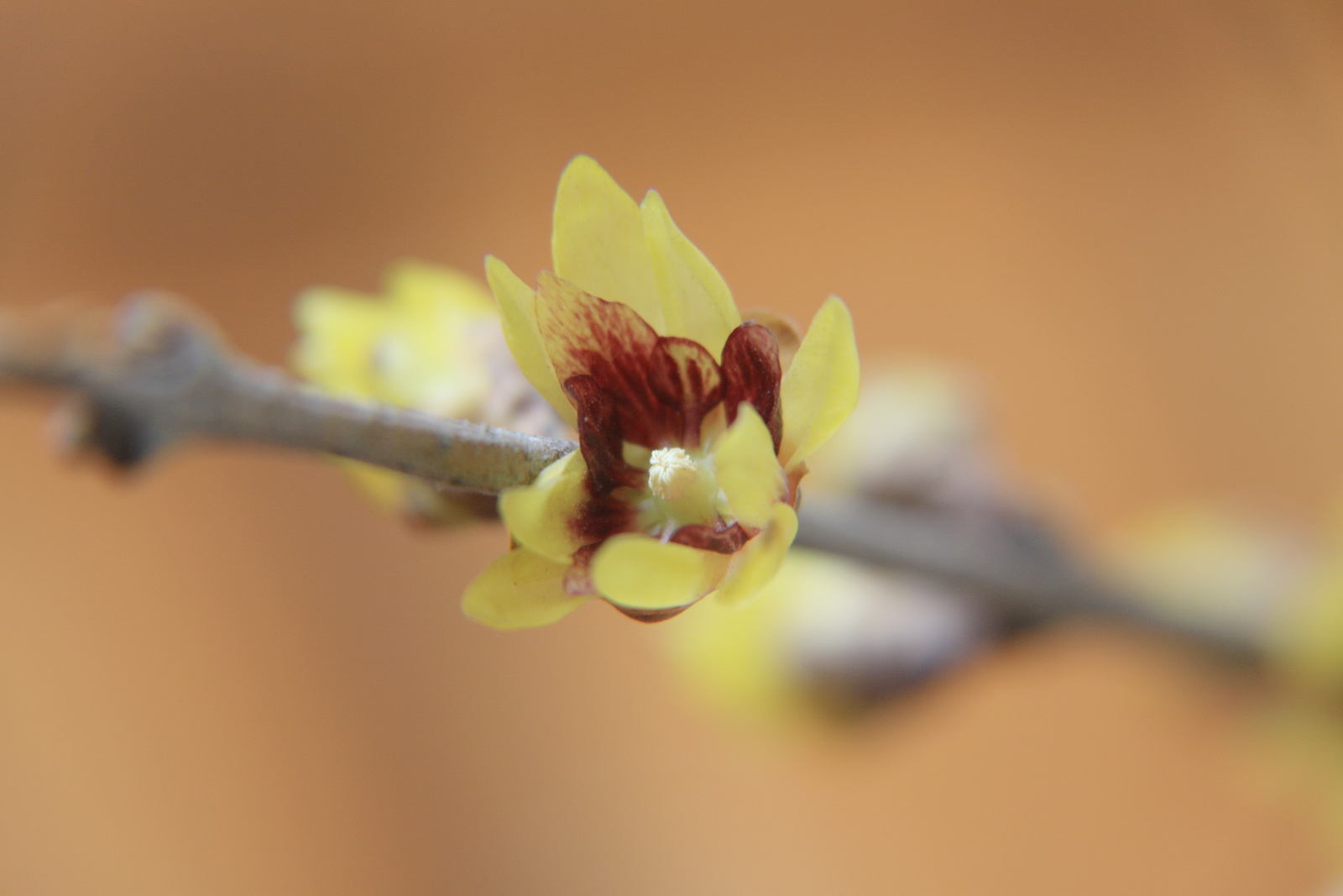 春节B 006.jpg