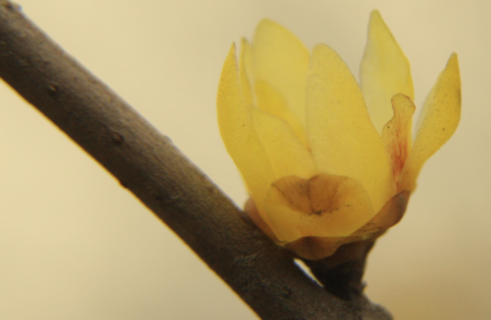 春节B 003.jpg