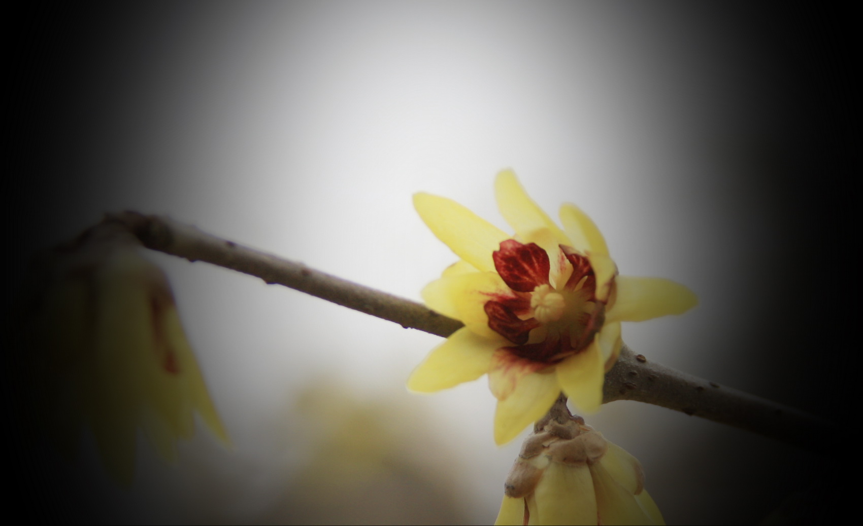 春节B 002.jpg