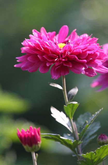 菊.jpg