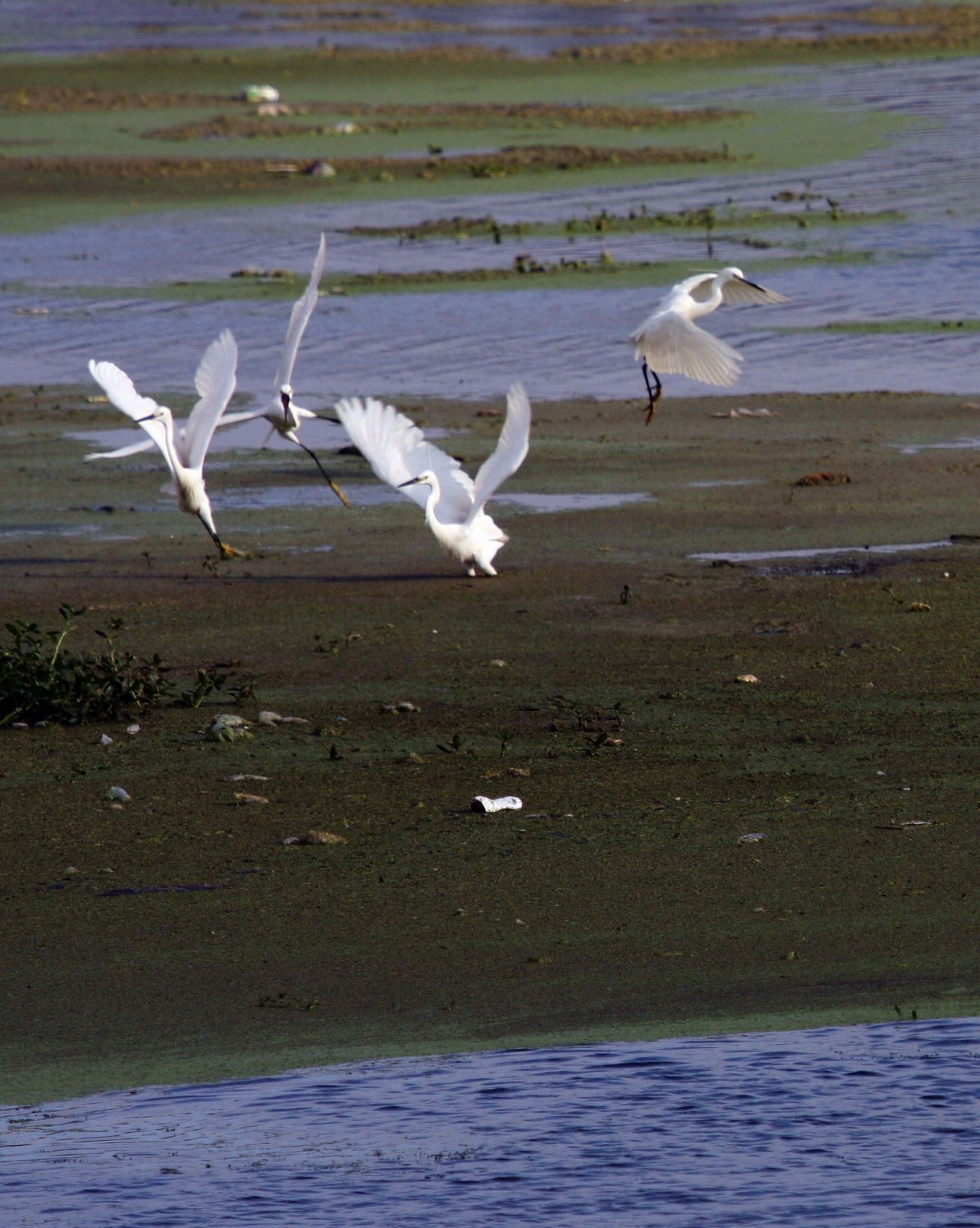 2011白鹭 019b.jpg