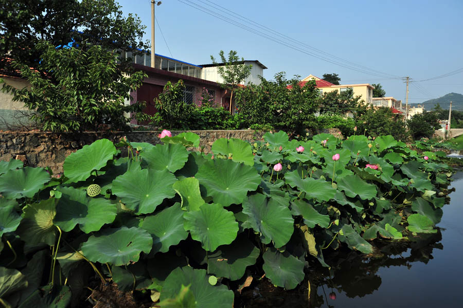 新农村小景（杏家庄）1.jpg