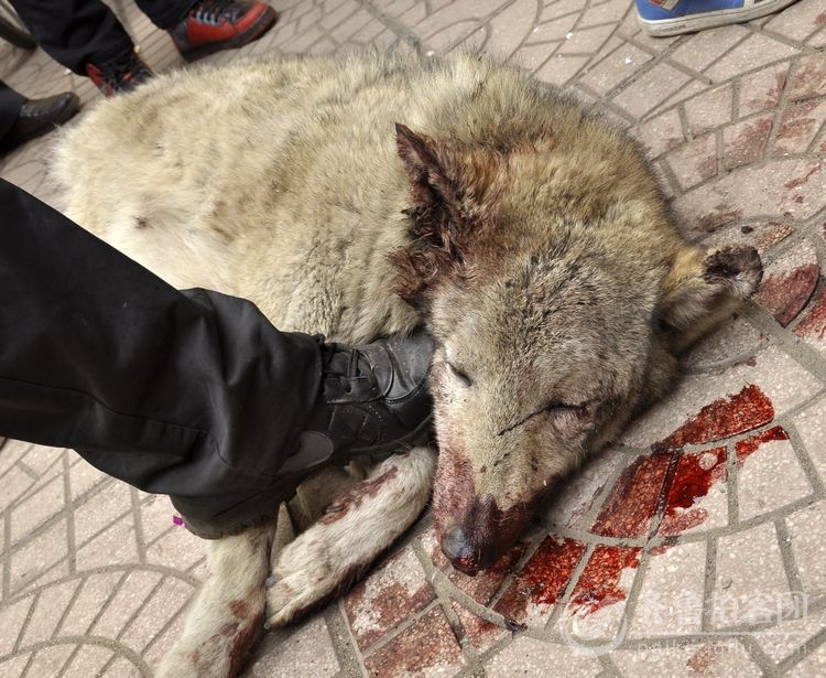 肥城市曹庄煤矿社区昨晚惊现<em>大灰狼</em> - 泰安拍客