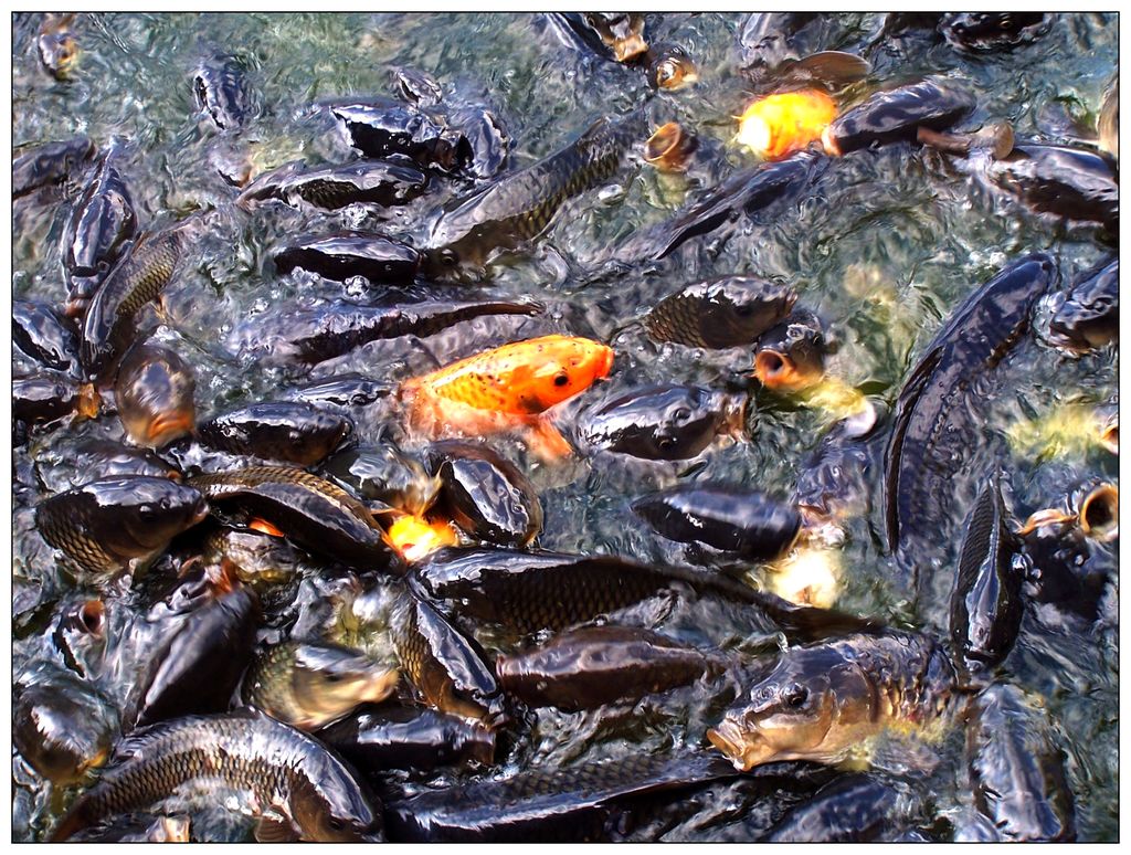 购物180，鲤魚抱回家.jpg