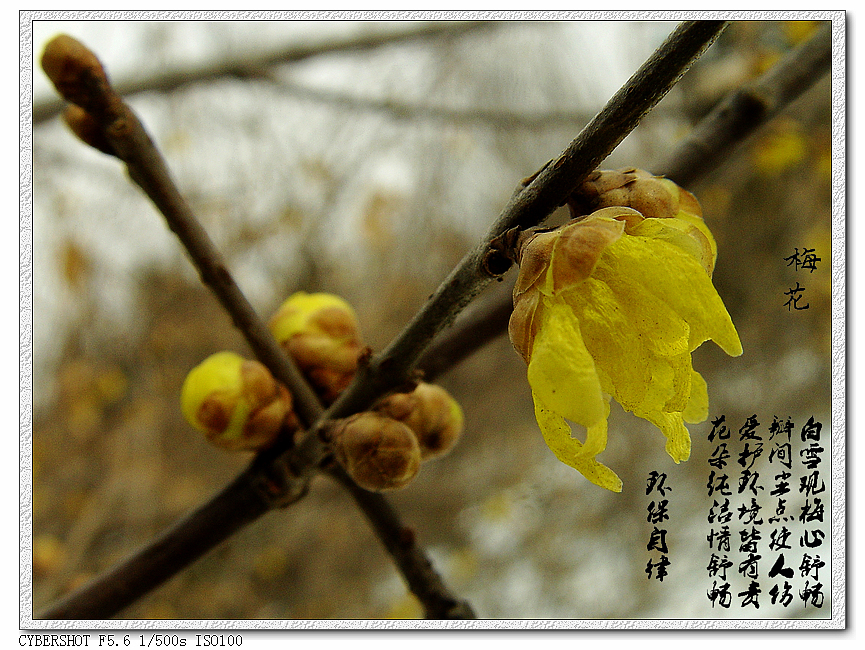 DSC05730k.jpg