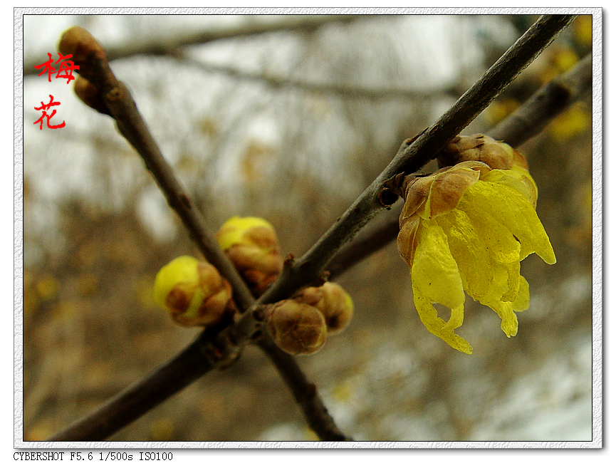 DSC05729k.jpg