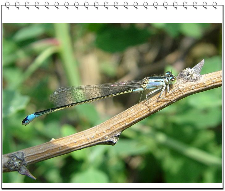 DSC09265k.jpg