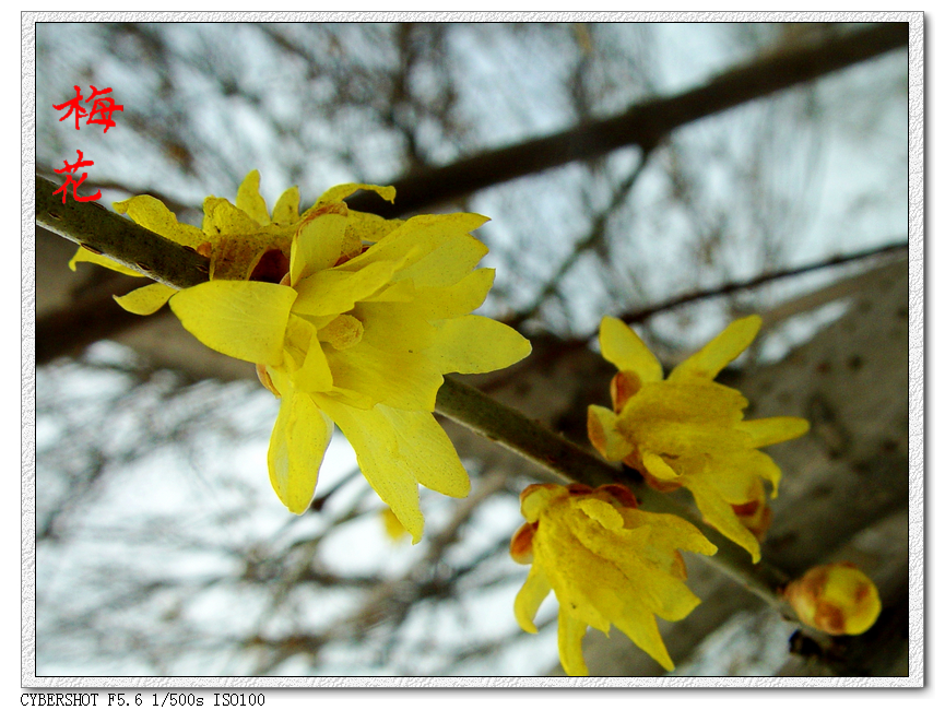 DSC05721k.jpg