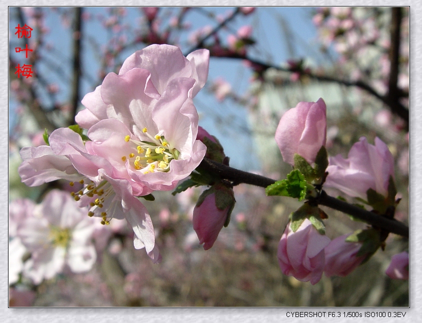 DSC07224k.jpg