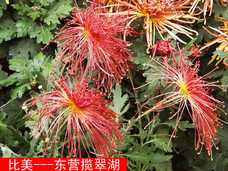 复件 PICT5938.JPG