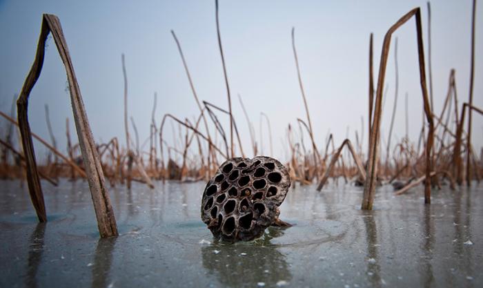 2012残荷摄影比赛获奖名单及作品