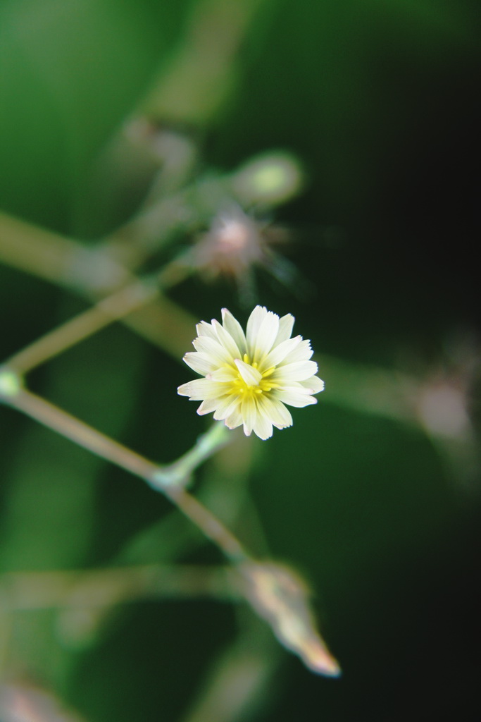 花卉 034_旋转.jpg