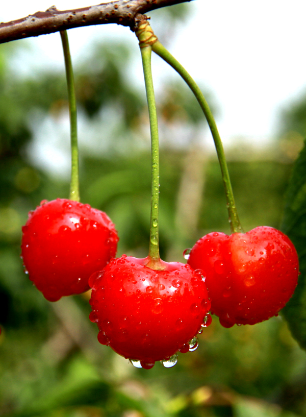 红红的樱桃。
