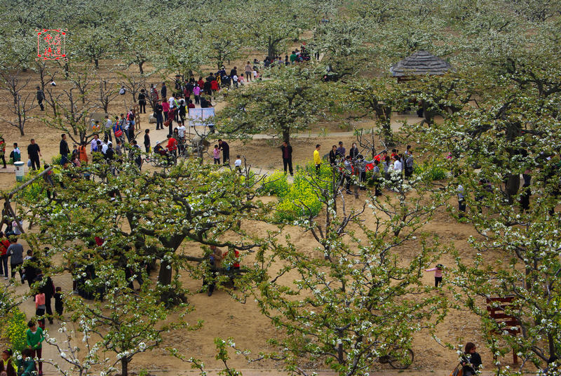 又到一年赏花季---冠县梨园、聊城姜堤的几张花