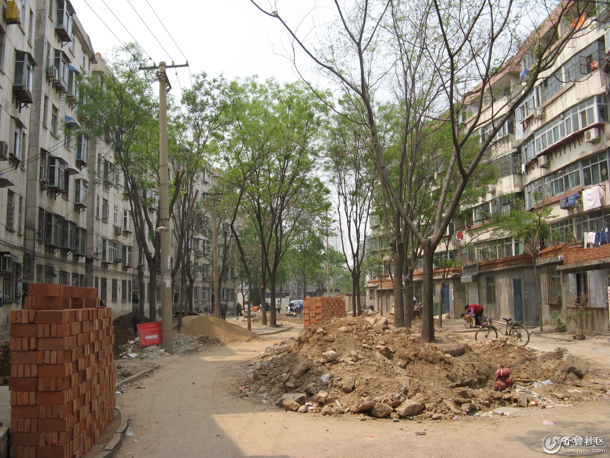 济南历下区东仓小区借助社区改造为由,大肆砍