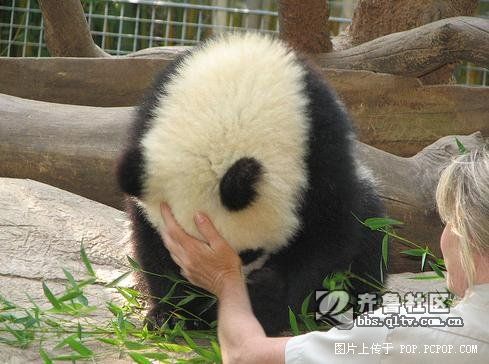 美国动物园里超级幸福的国宝大熊猫 - 我拍我秀