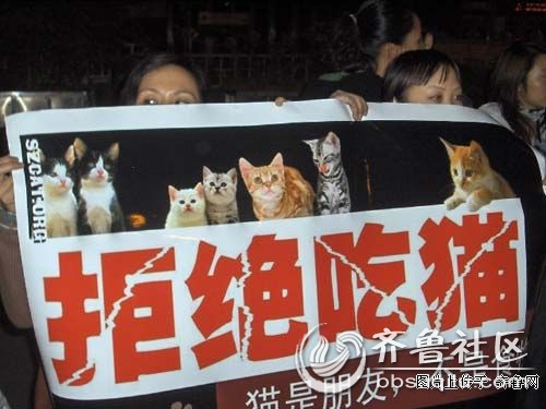 人类为何不应吃猫肉? - 齐鲁民声 - 齐鲁社区 - 山