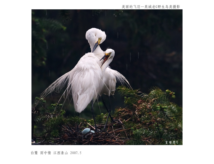 白鹭003.jpg