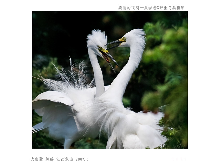 白鹭004.jpg