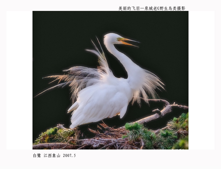 白鹭006.jpg