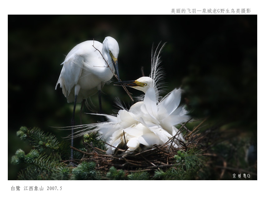 白鹭001.jpg
