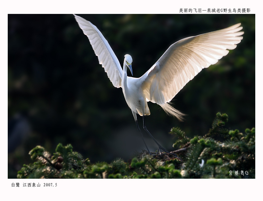 白鹭005.jpg