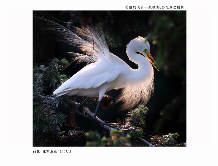 白鹭009.jpg