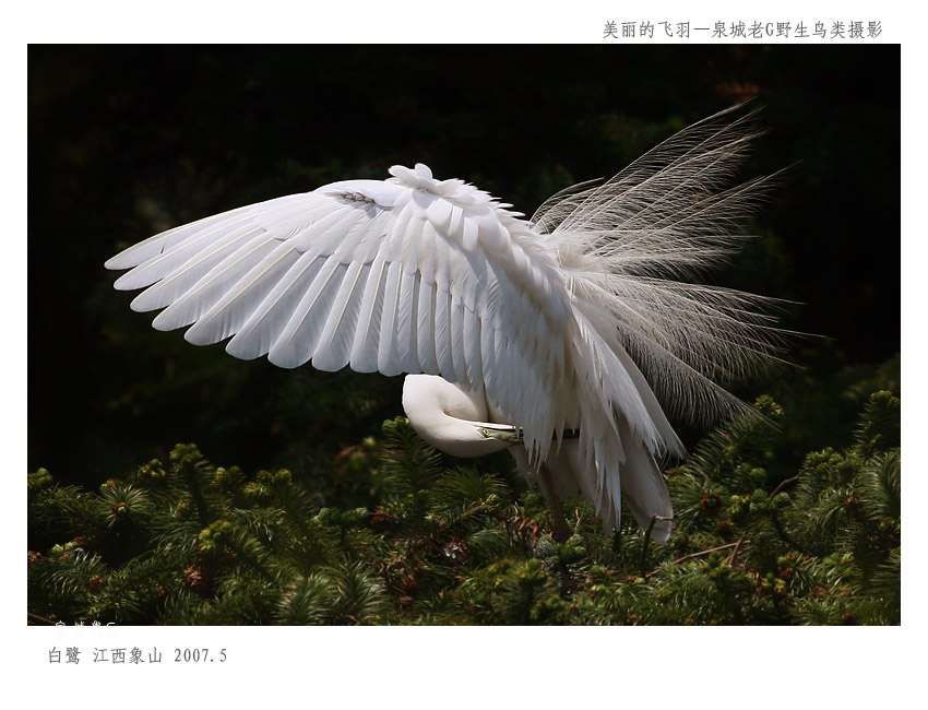 白鹭002.jpg