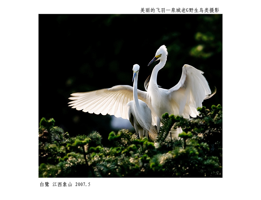 白鹭007.jpg