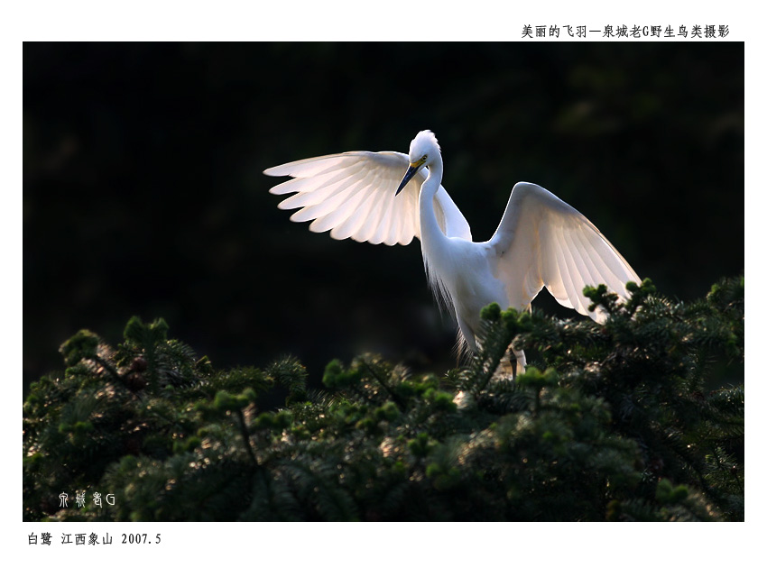 白鹭008.jpg