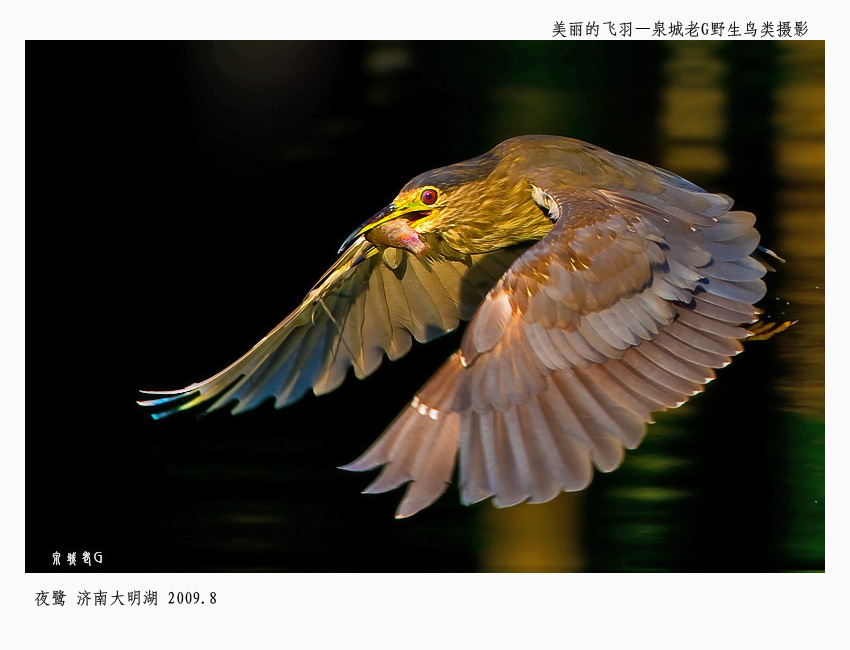 夜鹭008.jpg