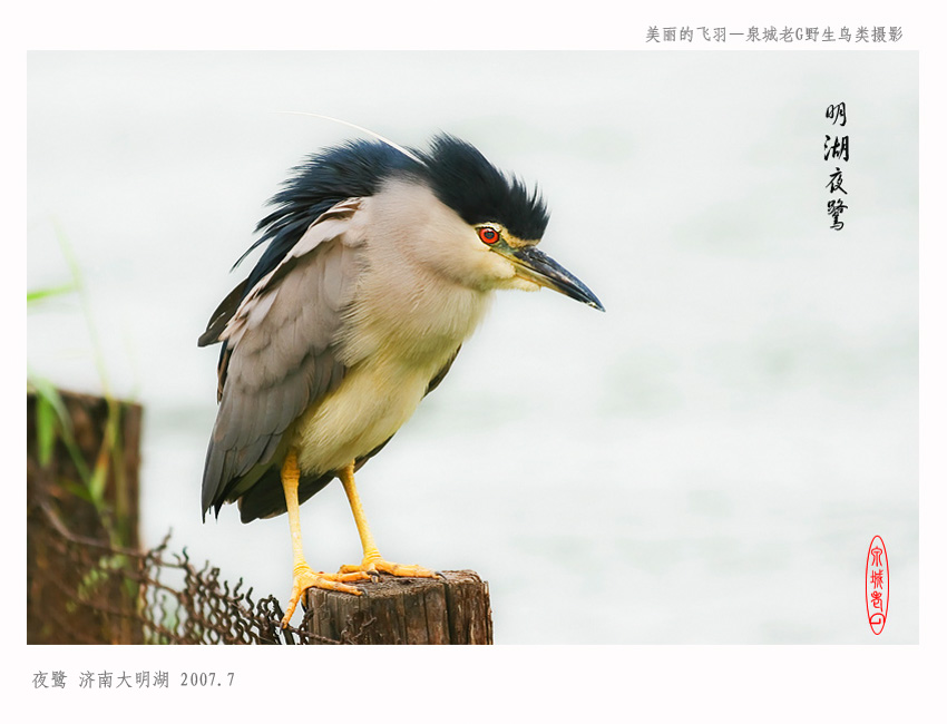 夜鹭001.jpg