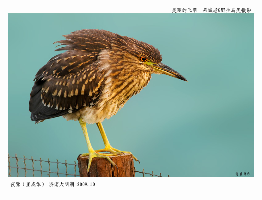 夜鹭009.jpg