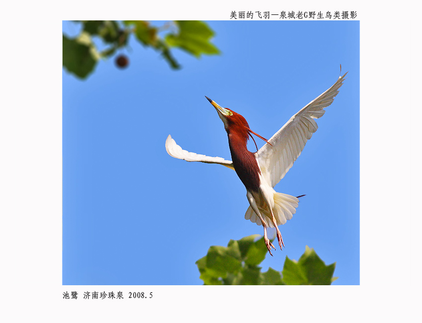 池鹭004.jpg
