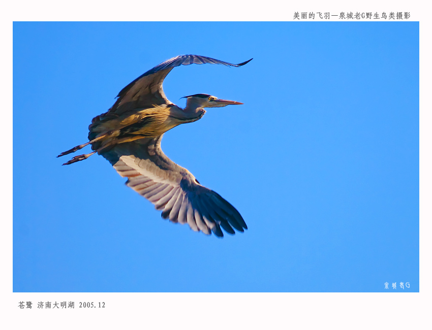 苍鹭002.jpg
