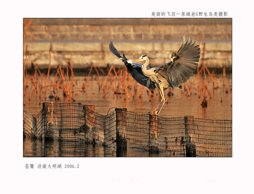 苍鹭001.jpg