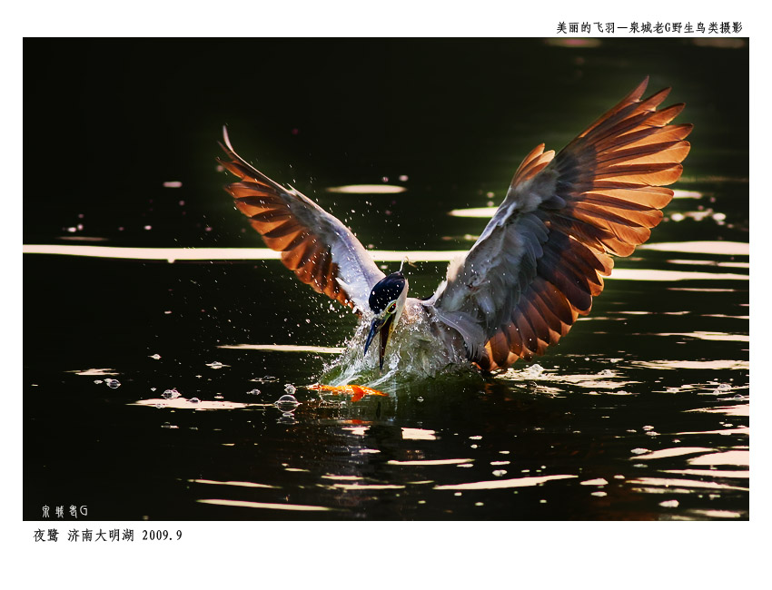 夜鹭011.jpg