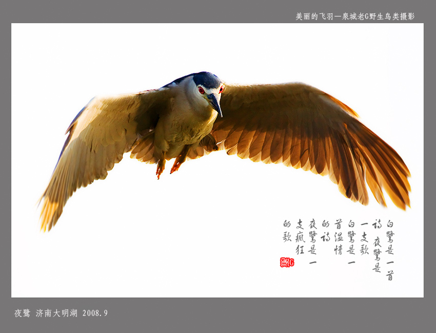夜鹭002.jpg