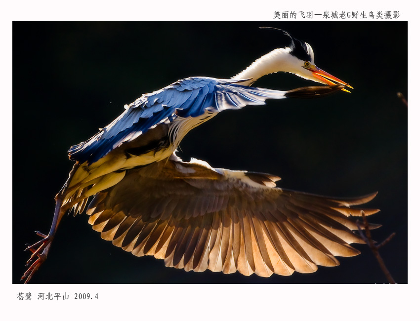 苍鹭004.jpg