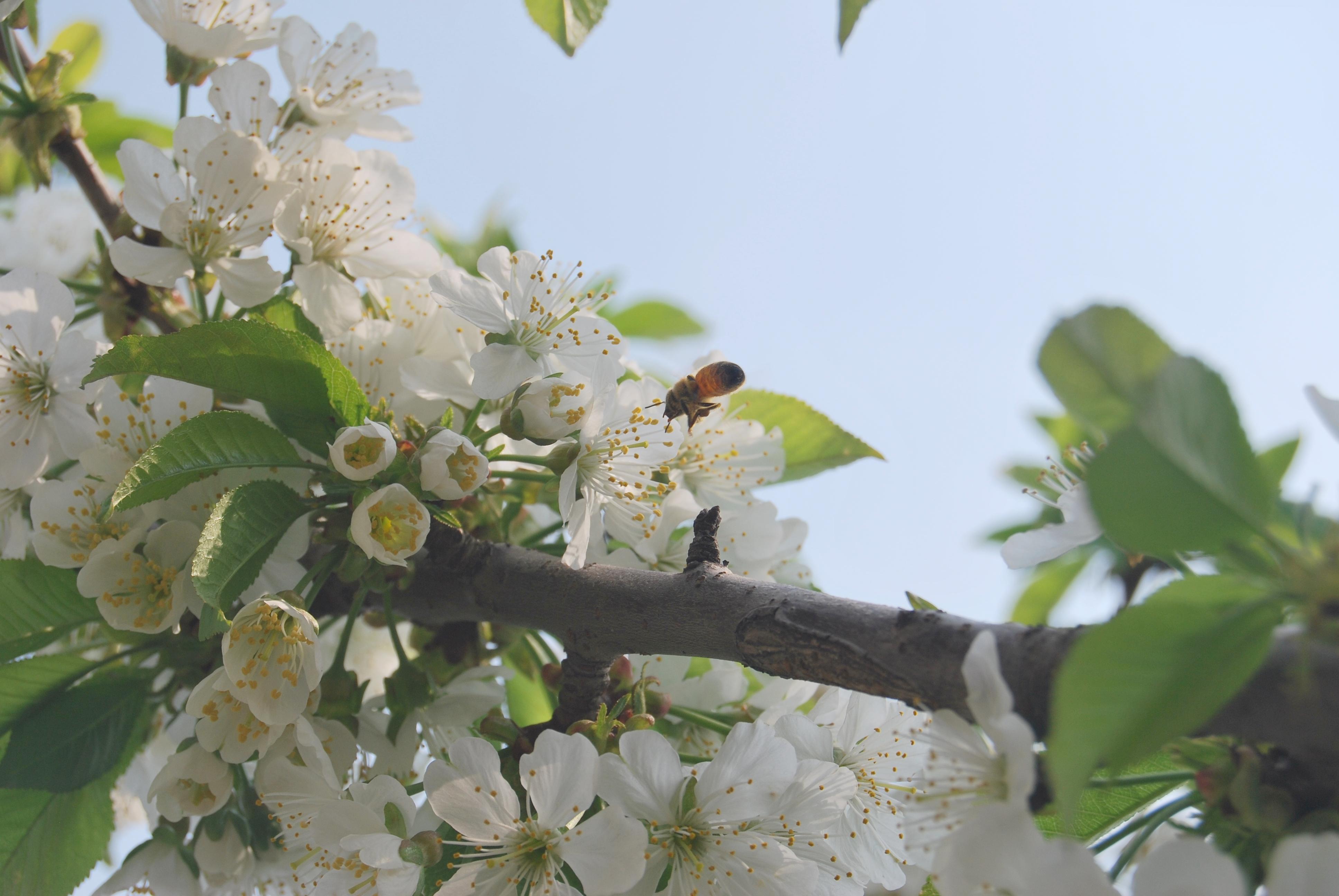 蜜蜂采蜜 - 潍坊市摄协官方论坛 - 齐鲁社区 齐鲁社区